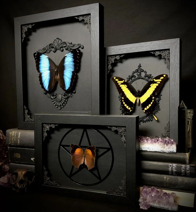 taxidermy insects decor for a gothic bedroom aesthetic
